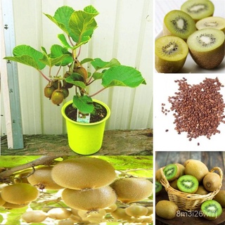 （เมล็ดพันธุ์ ถูก คละ）300เมล็ด KIWI Seeds เมล็ดพันธุ์ผัก พันธุ์ไม้ผล เมล็ดดอกไม้ บอนสีสวยๆ ต้นไม้มงคล ดอกไม้จริง บอนไซ ต้