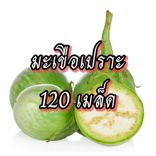 เมล็ดผักมะเขือเปราะ เมล็ดผักสวนครัว เมล็ดผัก5บาท