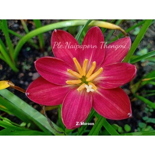 บัวดินสีแดงมะเหมี่ยว Z.Maroon Blossom มารูน หัวละ20บาท