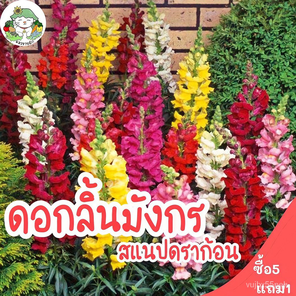 ขายดี เมล็ด เมล็ดพันธุ์คุณภาพสูงในสต็อกในประเทศไทย พร้อมส่งเมล็ดอวบอ้วน ดอกลิ้นมังกร สแนปดราก้อน Snapdragon Flower เมล็ด