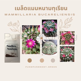 เมล็ดกระบองเพชร เมล็ดแคคตัส เมล็ด Mammillaria bucareliensis (แมมหนามทุเรียน) 100 เมล็ด