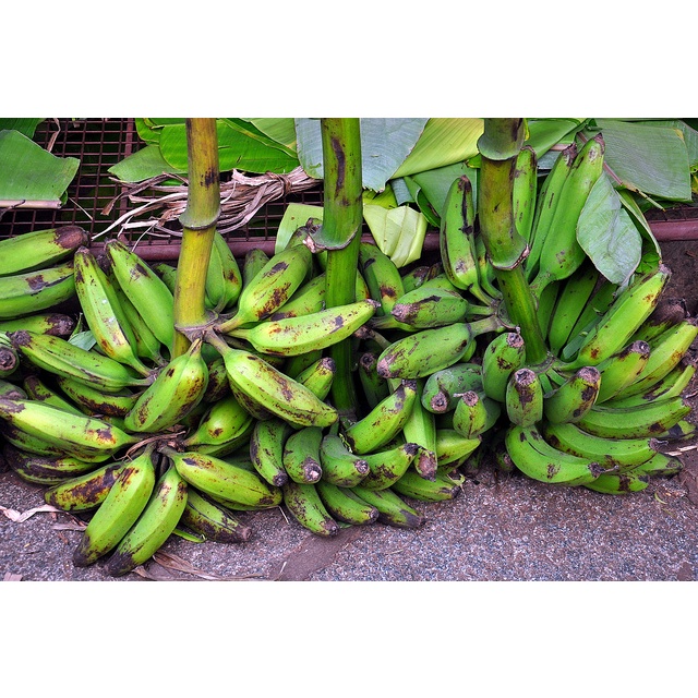 1 หน่อกล้วย สายพันธุ์ ตานี ต้นกล้วย ไม่ชุบน้ำยา ปลอดสารเคมี พร้อมปลูกลงดินได้เลย ขุดส่งตามออเดอร์