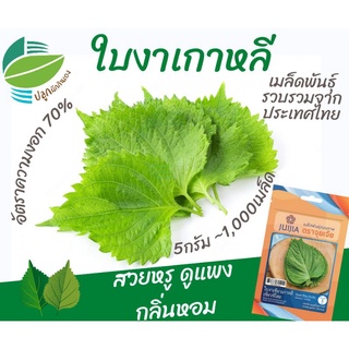 เมล็ด​พันธุ์​ ใบงาเกาหลี เขียวชิโสะ (Shiso)​