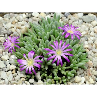 🌱เมล็ดพันธุ์ไม้อวบน้ำ🌱 Delosperma sphalmanthoides 30 เมล็ด