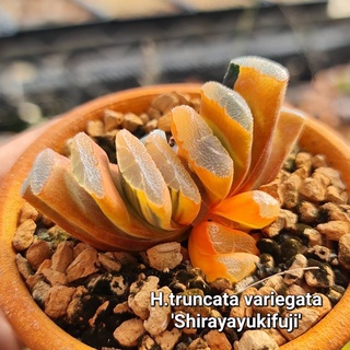 H.truncata Shirayayukifuji’(ทรังคาต้า ติดด่าง) A033