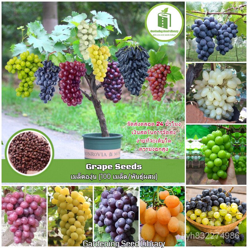 เมล็ดพืชคุณภาพสูง เมล็ดองุ่นปลูก พันธุ์องุ่น ต้นองุ่น พันธุ์ (Grape Seed, Seeds for Sprouting) เมล็ดพันธุ์ผลไม้ พันธุ์ผล