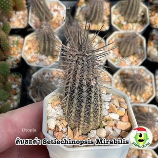 ดินสอดำ Setiechinopsis Mirabilis /// แคคตัส กระบองเพชร Utopia