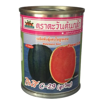 แตงโม กินรี C-29(ลูกใหญ่) 40g ตะวันต้นกล้า