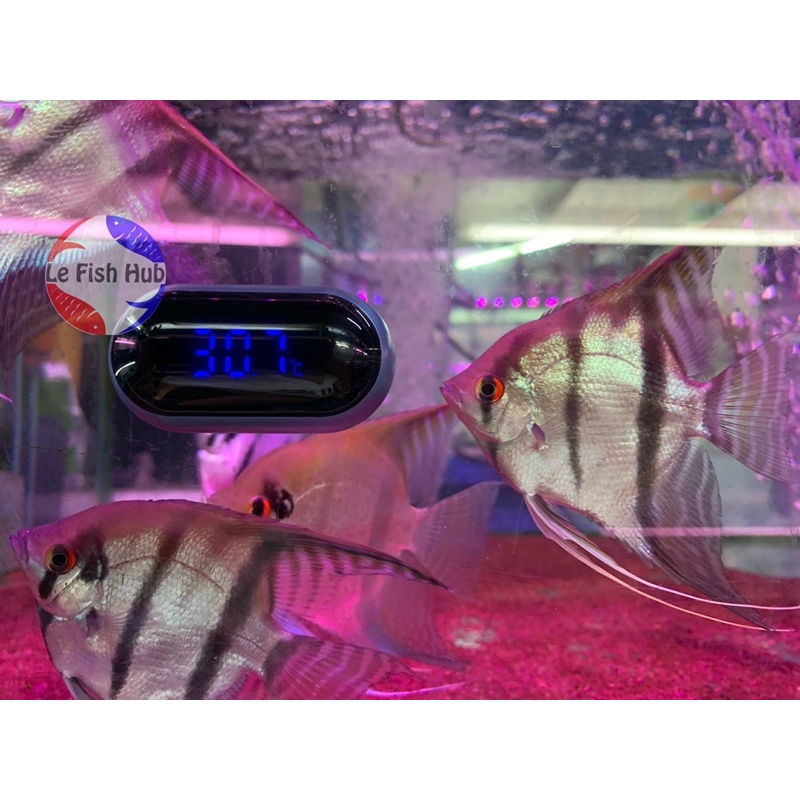 NICE EYE DIGITAL THERMOMETER สําหรับตู้ปลา AQUARIUM