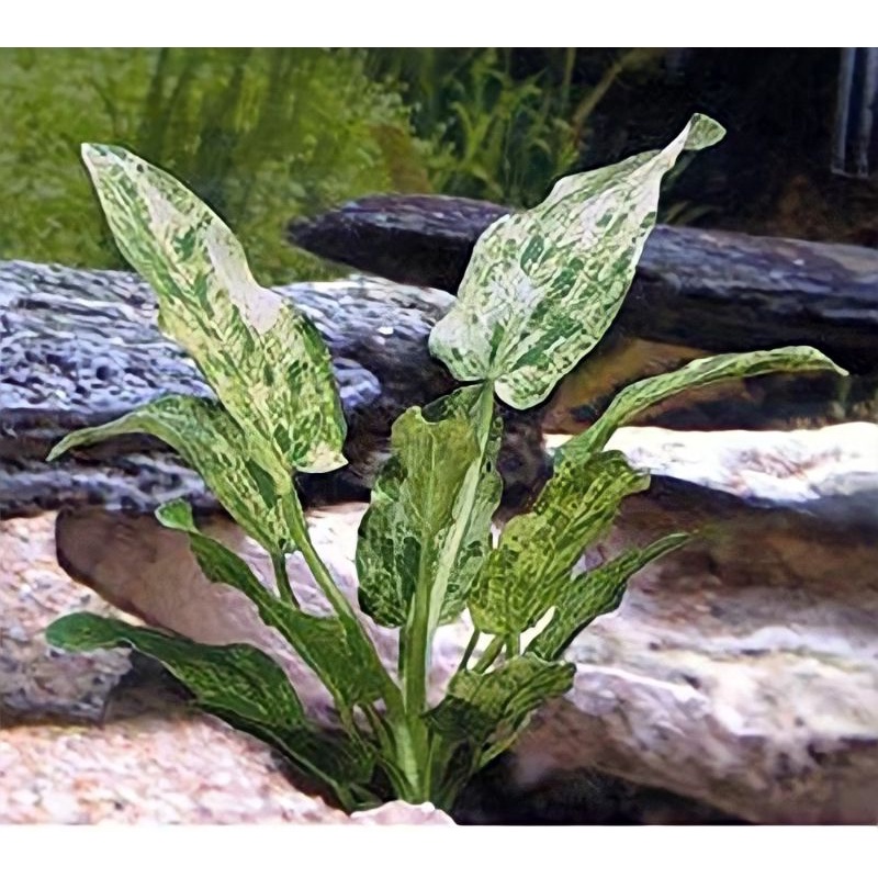 N&T - CO2-ฟรี วาร์/ราชินีหินอ่อนพลู (3 ก้านและใบ)