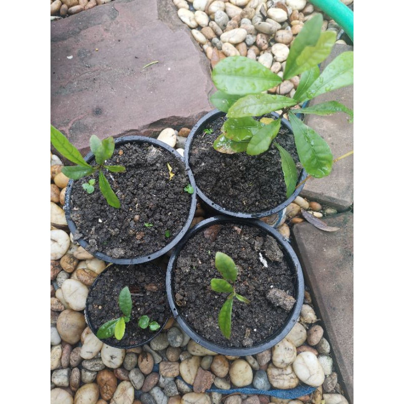 ต้นกล้ามิราเคิล (Miracle) ผลไม้มหัศจรรย์ ไม้ผลขนาดเล็ก