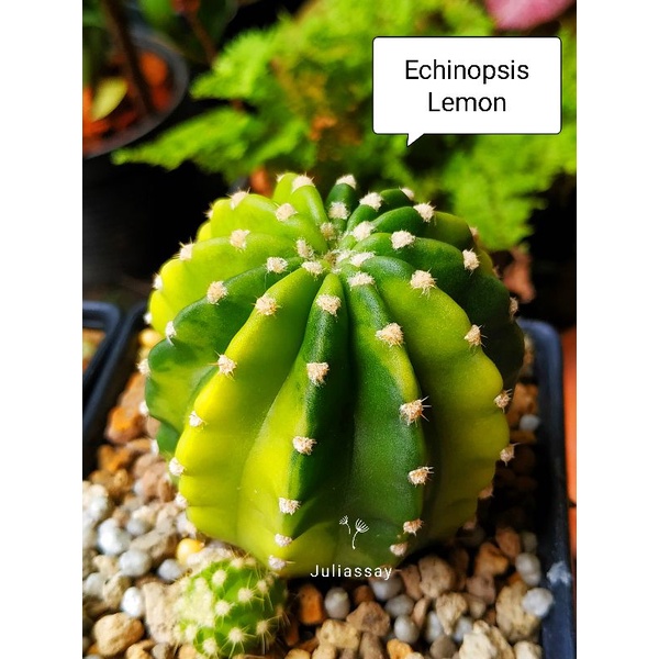 Echinopsis Lemon variegated อิชินอฟด่าง  ลายหินอ่อน cactus