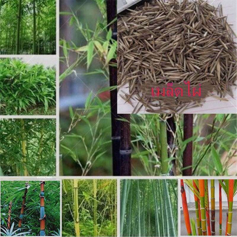 50 แคป เมล็ดเมล็ด Moso bamboo ต้นไม้ฟอกอากาศ บอนสีชายชล ไผ่เดี่ยวสารสกัดจากไผ่ไผ่พืชเศรษฐกิจสายพันธุ์ไผ่ถ่านไม้ไผ่