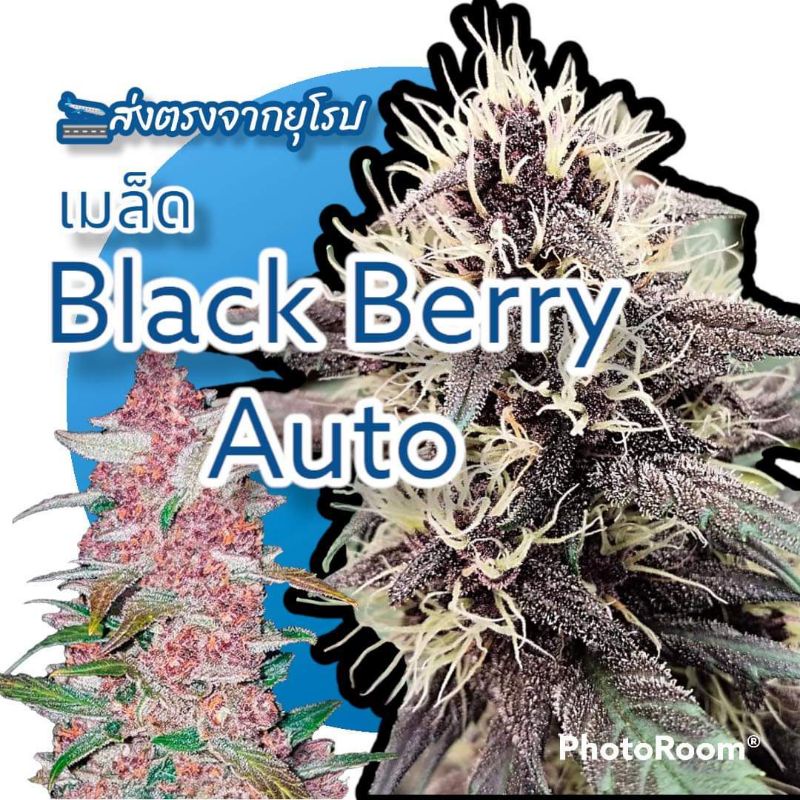 เมล็ดกัน(นอกแท้)Black Berry Auto totonbaantonmai ThaiPick