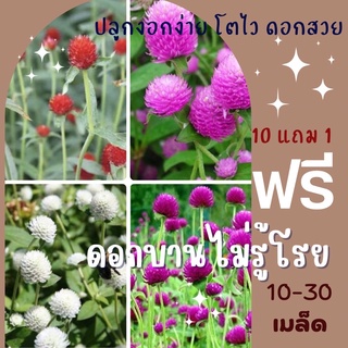 ⚡️โค้ด "EWD2VV" เมล็ดพันธุ์ ดอกบานไม่รู้โรย Globe Amaranth บานไม่รู่โรย สีบานเย็น ชมพู ขาว แดง ✅ราคาถูก🪴🔥ซื้อ10แถม1 คล