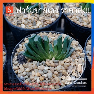 สวนขายเอง! ฮาโวเทีย ม้าตัดลูกผสม H. truncata hyb ไซส์กระถาง 3 นิ้ว ต้นไม้ประดับ ไม้อวบน้ำ แคคตัส กระบองเพชร ไม้ฟอกอากาศ