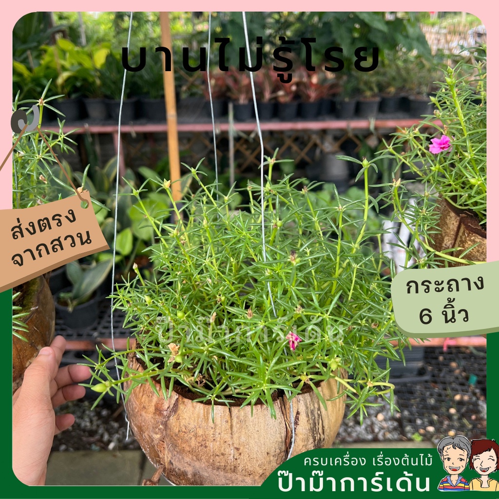 มุมมอง 2