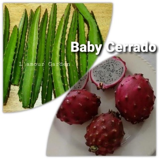 ตอแก้วมังกรสายพันธุ์หายาก พันธุ์นอก "Baby Cerrado"