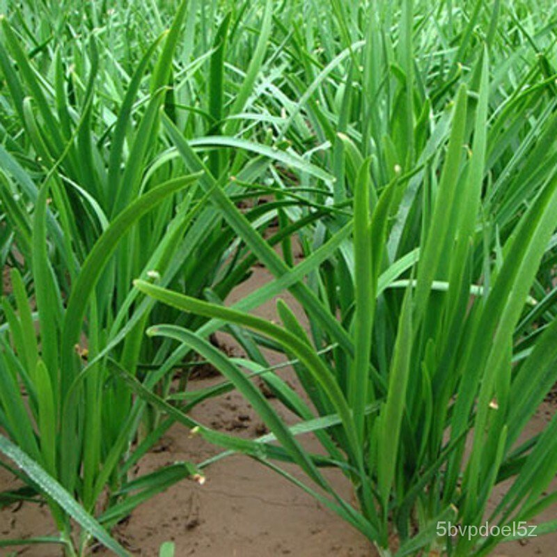 Leek seed leek yellow seed vegetable seed rapeseed leek root leek seed裙子/香菜/头饰/母婴/文胸/苹果/儿童/木瓜/芹菜/种子/