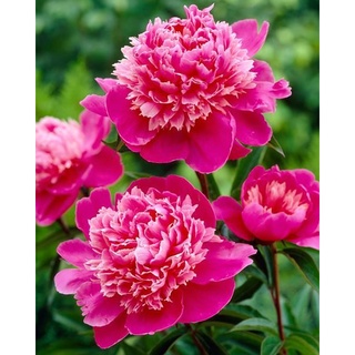 20 เมล็ด เมล็ดโบตั๋น ดอกโบตั๋น ดอกพีโอนี (Peony) สีชมพู Pink Peony