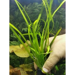 เทปเล็ก Vallisneria ต้นไม้น้ำพร้อมปลูก ต้นไม้ตกเเต่งตุ้ปลา