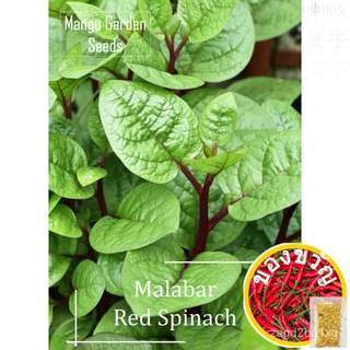 Red Malabar Spinach Vegetable Seeds - 100 Seed *Pot Friendly* Tanam Pasu, Sayur Merah, จักรพรรดิจาน, จักรพรรดิจาน, 大叶红木耳