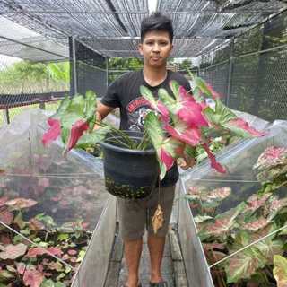 บอนสีชายชล เป็นหนึ่งในราชินีไม้ใบตระกูลบอนสี (Caladium Bicolor) จัดอยู่ในประเภท บอนป้าย มีลักษณะเด่นด้วยแถบป้ายสีแดง