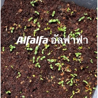 เมล็ดหญ้าทิโมธี Timothy อัลฟาฟ่า Alfalfa 30กรัม ปลูกหญ้าที่บ้านสำหรับให้เต่ากิน อาหารเต่าบก