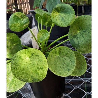 Pilea Peperomioides Mojito ไพเลียโมจิโต้ ไม้สกุลไพเลีย