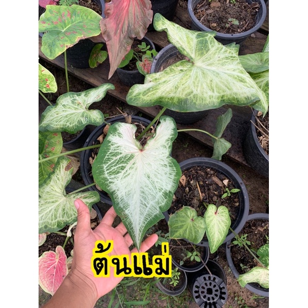 บอนสีหนุมานคลุกฝุ่น กระถาง4”จัดส่งทั้งกระถาง