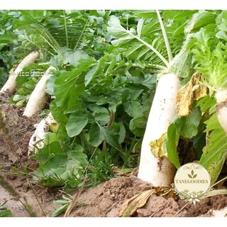 30Pc Seed Organic Long White Carrot Raddish Biji Benih Lobak Putih Panjang ยาวหัวผักกาดขาวเมล็ดseeds/玫瑰/内裤/手链/向日葵/通心菜/帽子