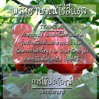 เมล็ดพันธุ์ พริก ฮาบาเนโร่ สีแดง 30 เมล็ด Red Habanero Pepper seed เมล็ดพันธุ์แท้ นำเข้าจากต่างประเทศ ปลูกผัก สวนครัว