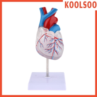 [koolsooMY] Human Anatomy Model, Lab Learning Teaching Resources - Human Heart Anatomical Model, Life Size, Clear AU2R