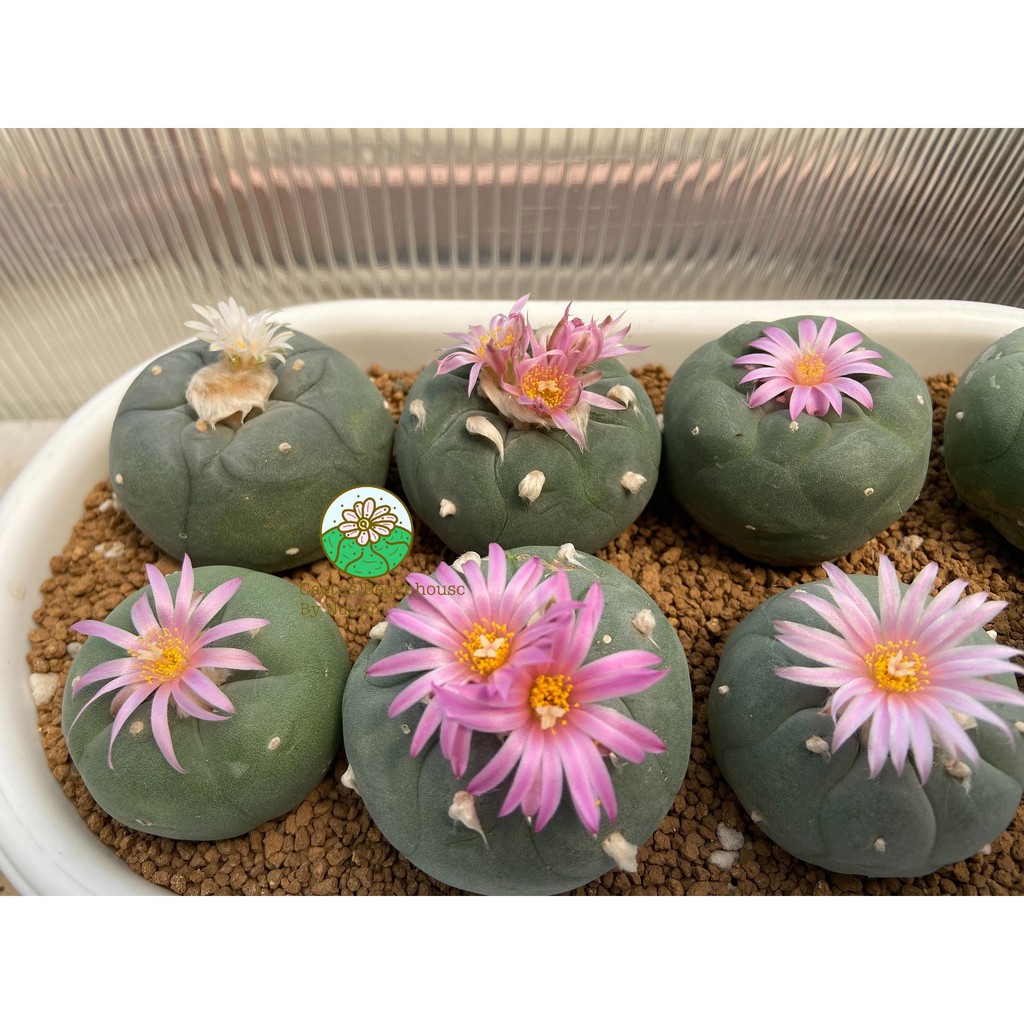 Lophophora mix williamsii,diffusa,jordan แคคตัส กระบองเพชร (ลูกไม้ขนาด 1-2 cm)