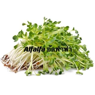 เมล็ดหญ้าทิโมธี Timothy อัลฟาฟ่า Alfalfa 30กรัม ปลูกหญ้าที่บ้านสำหรับให้เต่ากิน อาหารเต่าบก
