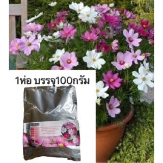 เมล็ดดอกดาวกระจายโทนม่วง มีสี ม่วง บานเย็น ขาว คละกัน 1ห่อบรรจุ100กรัม cosmos