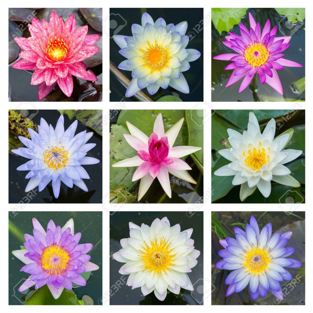 100 เมล็ด บัว คละสี บัวแคระ บัวจิ๋ว ดอกบัว เม็ดบัว Lotus Water Lily Pond Seeds
