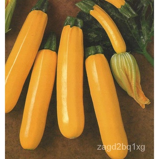 GOLDEN ZUCCHINI (4 seeds) สควอชหมวก/พาสต้า/ผักชี/ดอกทานตะวัน/ดอกไม้/คื่นฉ่าย/seeds/เด็ก/แอปเปิ้ล/บ้านและสวน/ WHSW