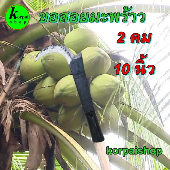 ขอชัก 2 คม ขนาด10นิ้วตะขอสอยมะพร้าว ตะขอเก็บมะพร้าว มีดสอยมะพร้าว มีขอเกี่ยวมะพร้าว ขอสอยมะพร้าว ราคา ถูกที่สุด ดีลบีเคเค