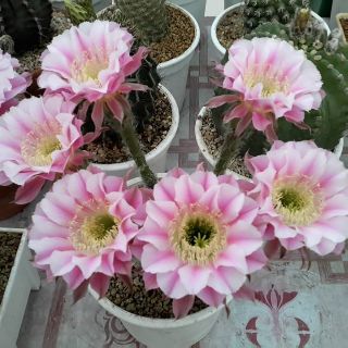 Echinopsis Hybrid Angel