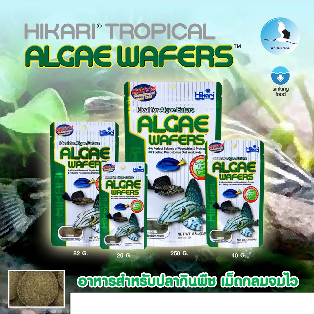 Hikari ALGAE WAFERS 20g./40g./82g. Tropical ฮิคาริ ทรอปิคอล แอลเก้ เวเฟอร์ อาหารปลากินตะไคร่