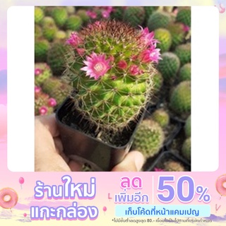 แมมสปินโน ขนาด 4 ซม. ไซส์ให้ดอก