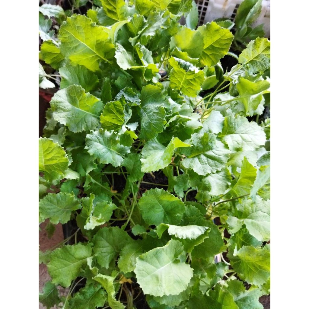 ต้นกล้าเคลไซบีเรียน -Siberian Kale ใบมีขนาดใหญ่ปลูกง่าย โตไวมาก รสออกหวานๆ  ต้นเตี้ย ใบเรียบ ขอบใบหย