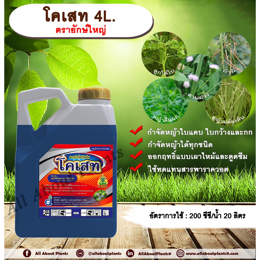 โคเสท 4L. ตรายักษ์ใหญ่ กลูโฟซเนตแอมโมเนียม สารกำจัดวัชพืช กำจัดหญ้าใบแคบ ใบกว้าง กก หญ้าทุกชนิด allaboutplants