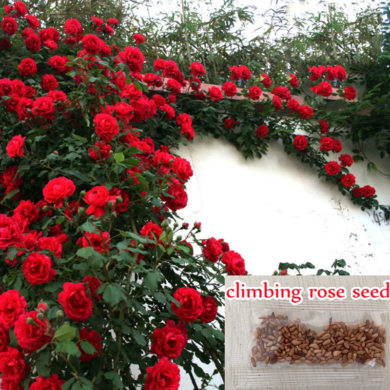 สปอตประเทศไทย 100PCS Mix Climbing Rose Seeds Flower Seed Perennial Flower Garden Decor Home Plant Fl