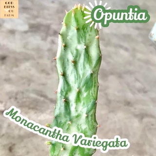 [โอพันเทียสายรุ้งใหญ่] Opuntia Monacantha Variegata ส่งพร้อมกระถาง แคคตัส Cactus Succulent Haworthia Euphorbia ไม้หายาก