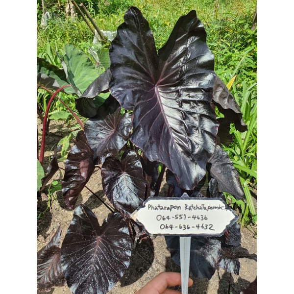 Colocasia Electric Blue Gecko (new improved form) shawty_garden