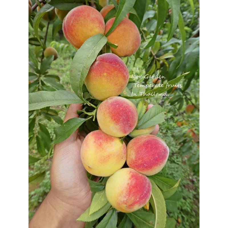 กล้าลูกพีชอำพัน 🍑🌿 กล้าละ 150. (กล้าแบบเพาะเมล็ด / สูงประมาณ 30 ซม.)