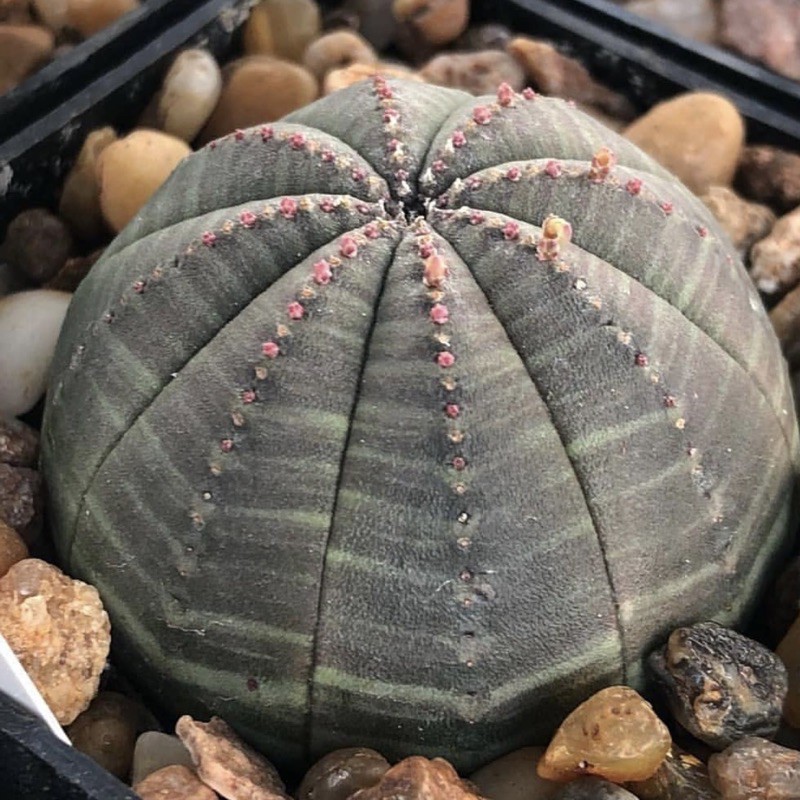 Euphorbia obesa 20เมล็ด.-80
