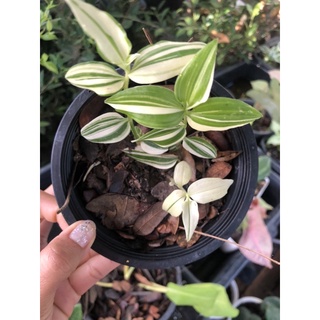 ต้นก้ามปูหลุดด่าง Tradescantia Zebrina Bosse